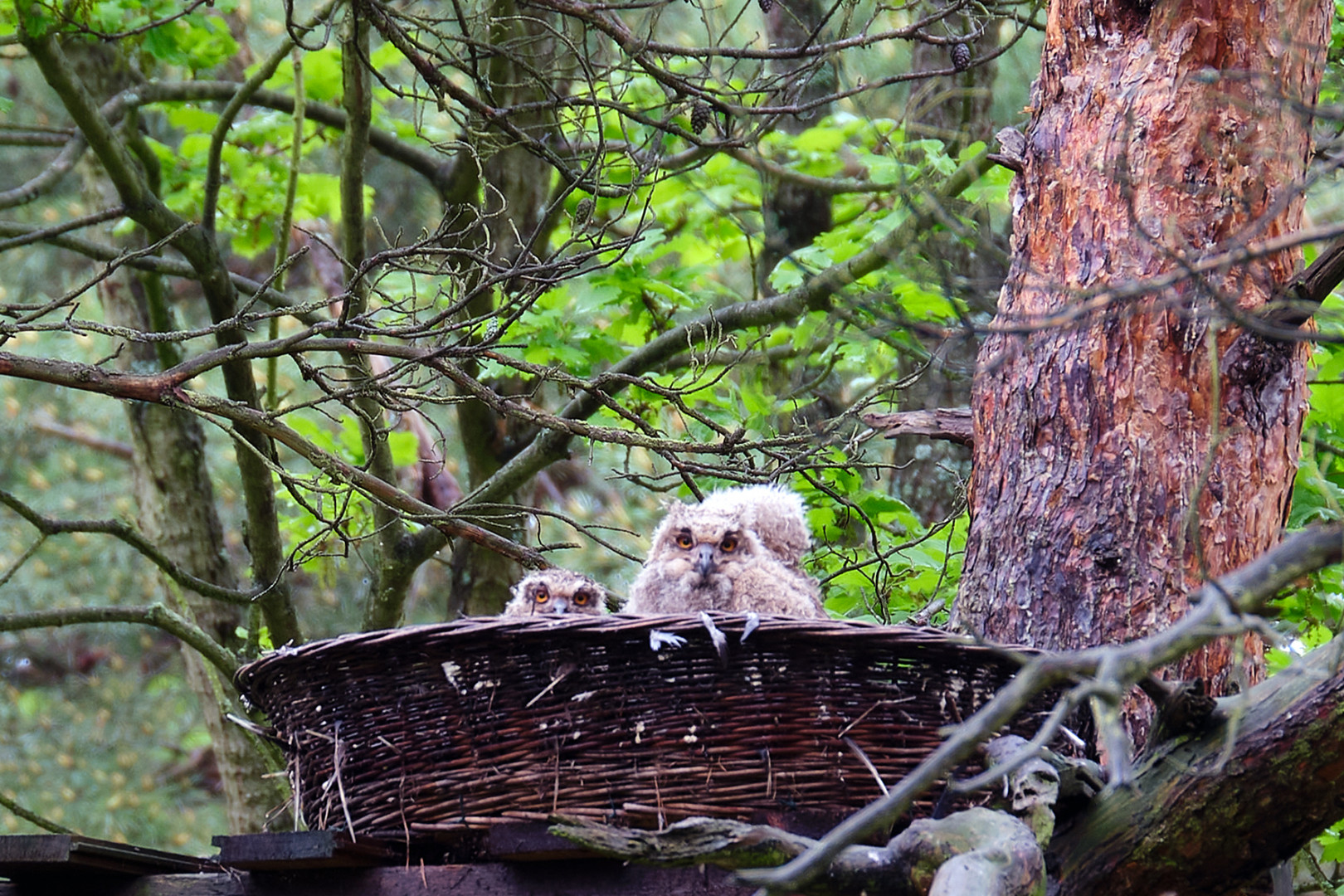 Hier der Uhu Nachwuchs