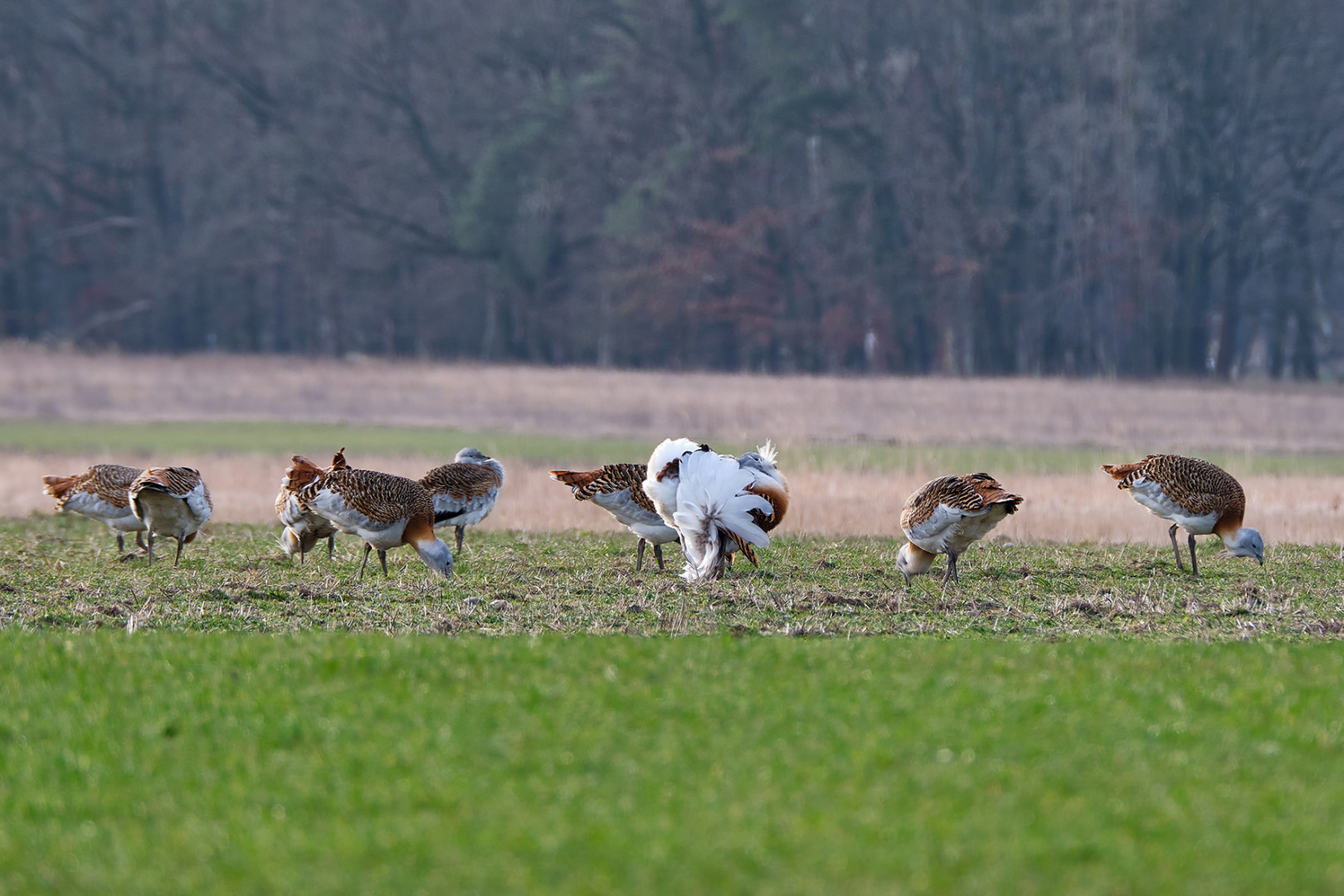 Großtrappenbalz