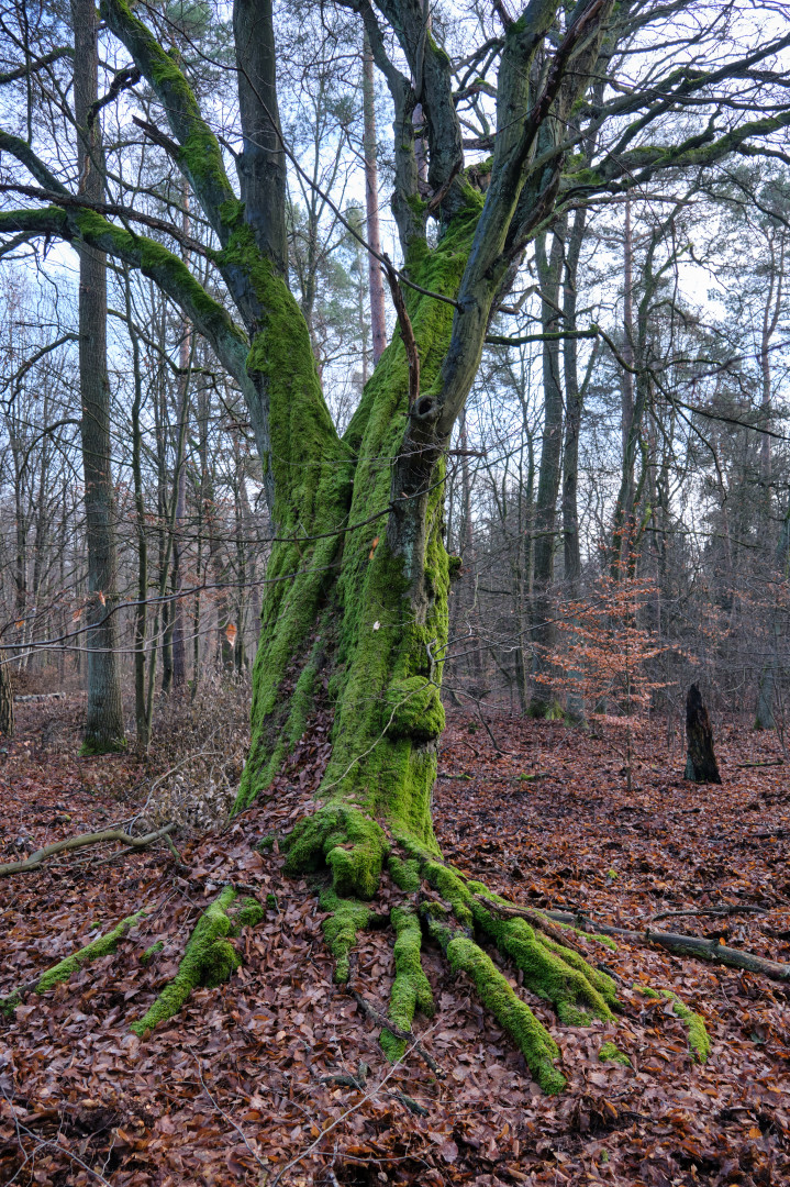 Farbtupfer im Winter