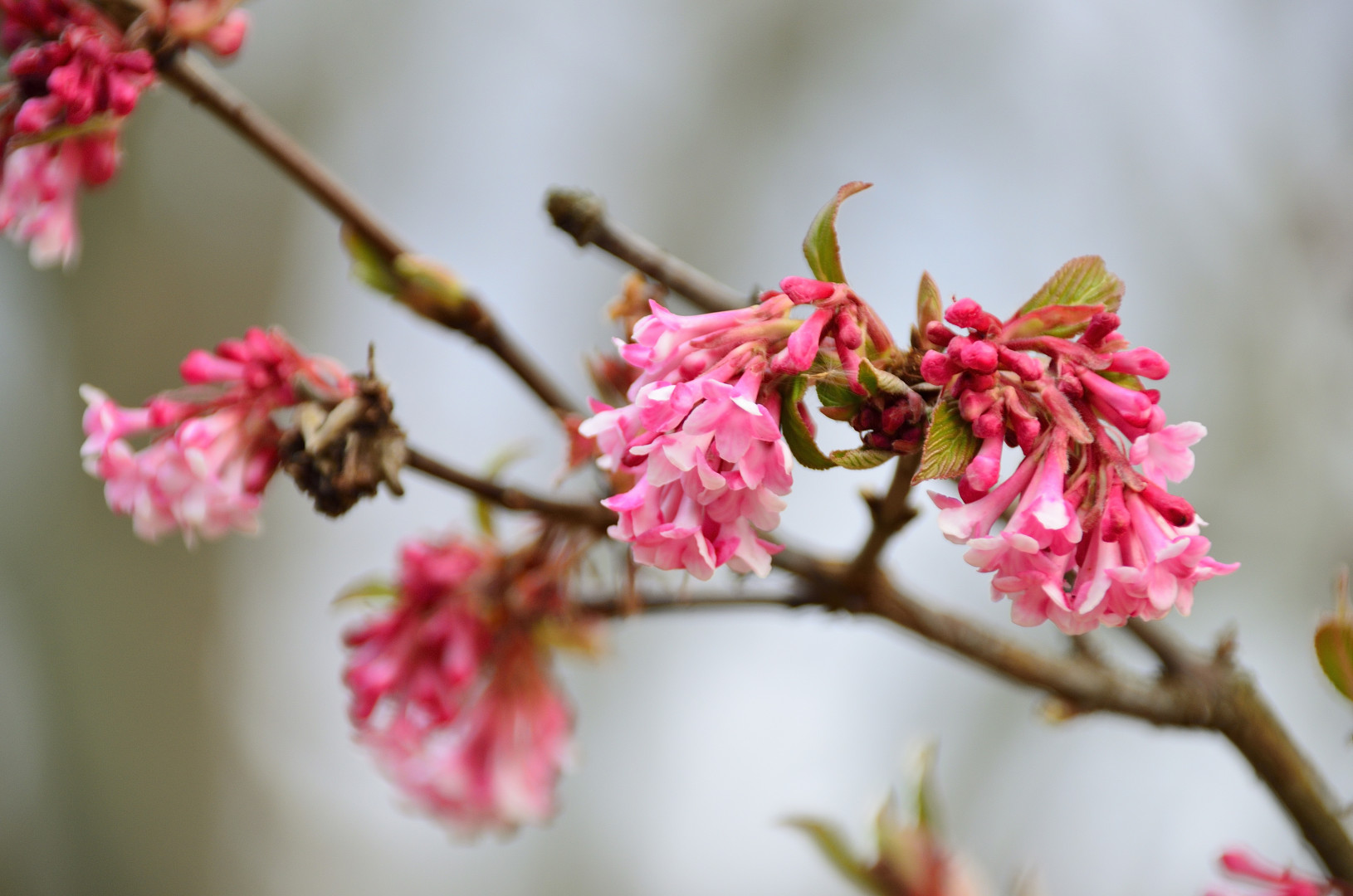 Erste Blüten