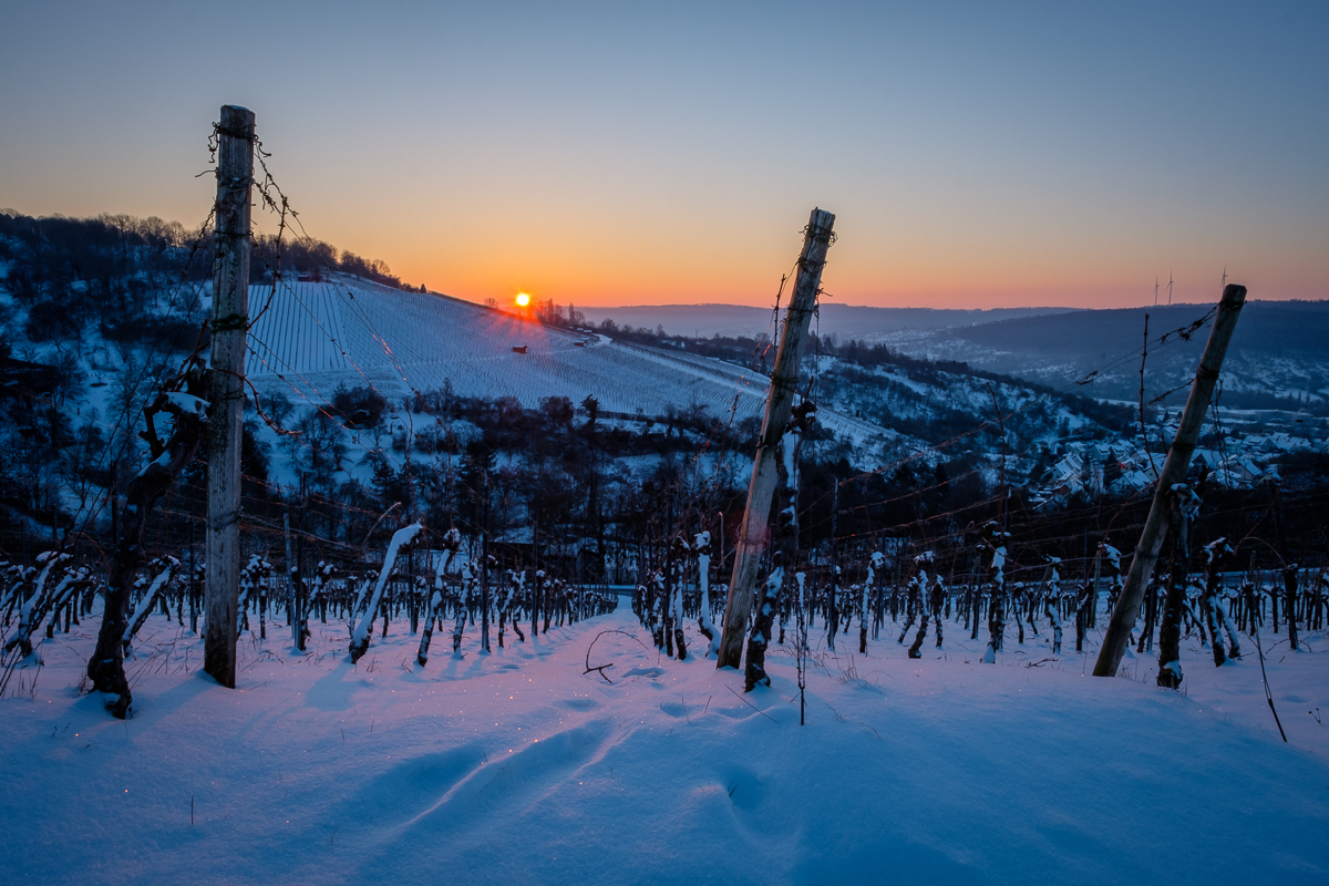Weinberg im Winter - Sonnenaufgang