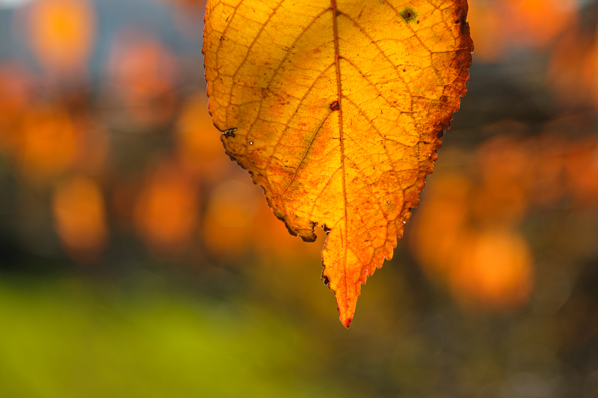 Kirschblatt im Herbst