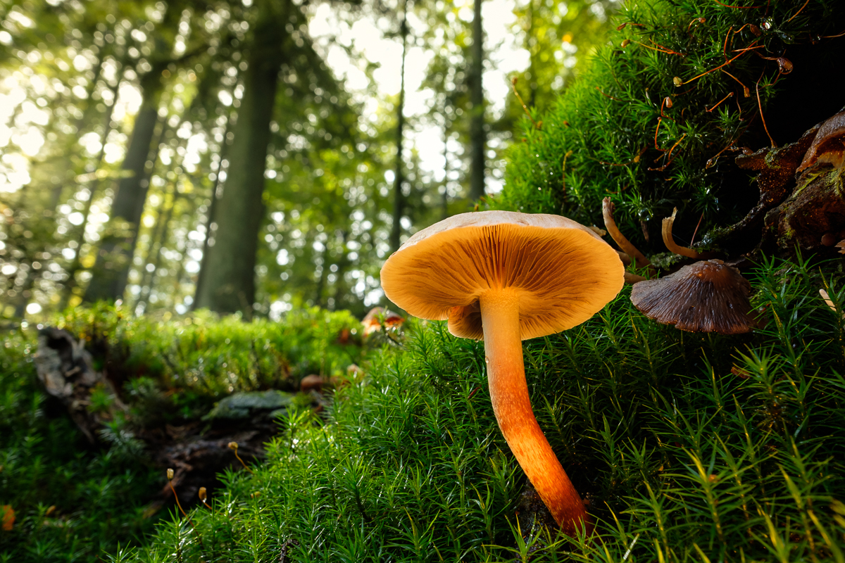 Pilz im Wald