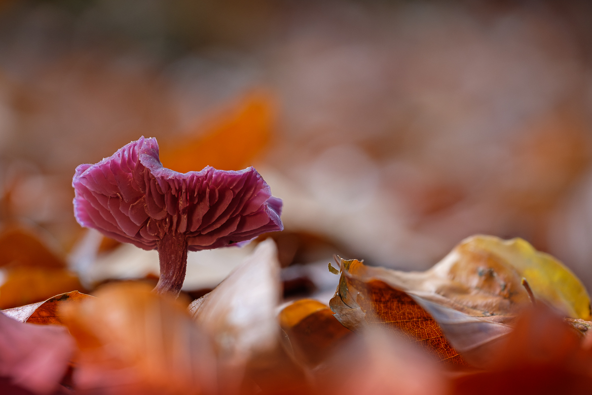 Violetter Lacktrichterling (Laccaria amethystina)