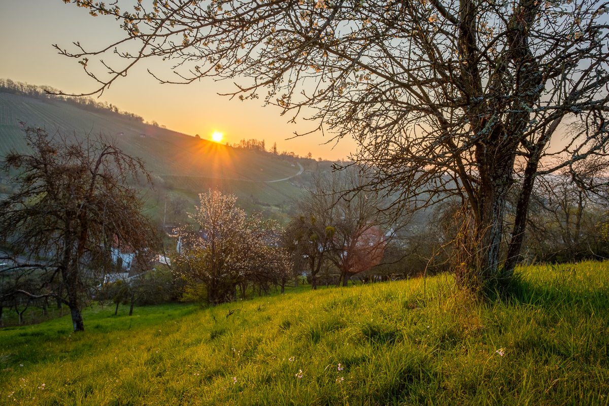 Streuobstwiese im Remstal