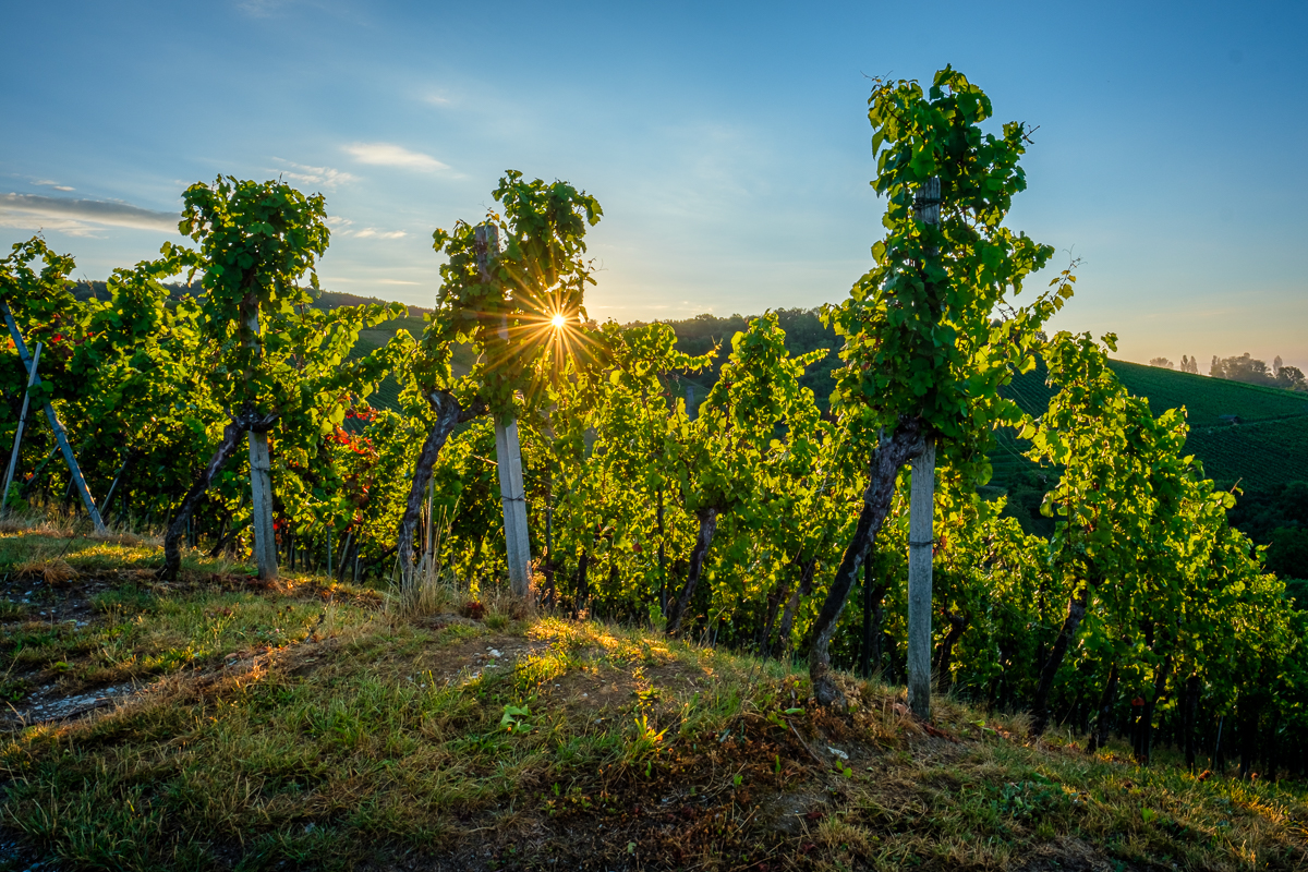 Sonnenaufgang im Weinberg