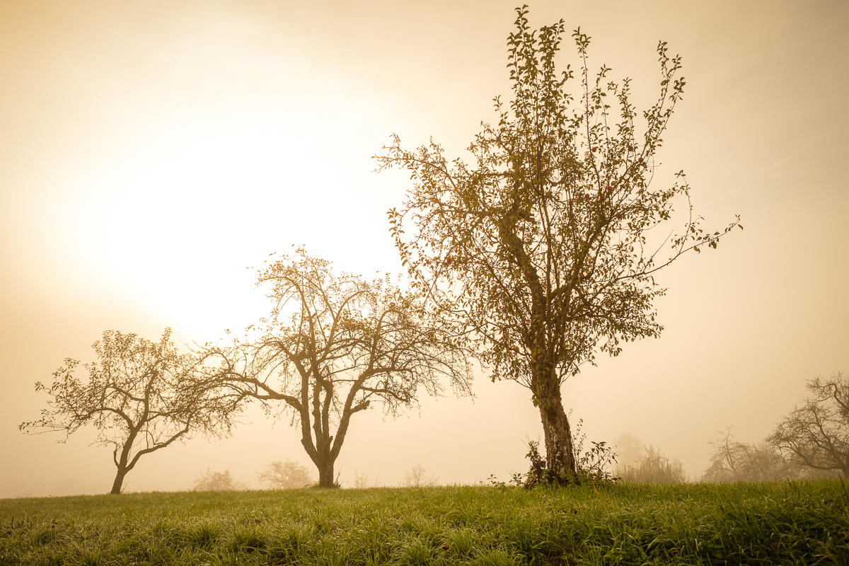 Streuobstwiese im Morgennebel