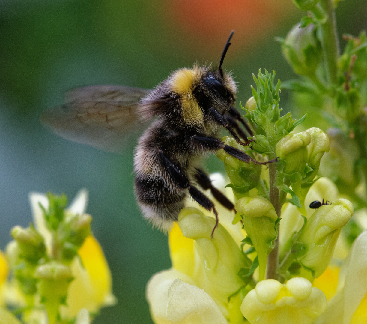 Fleissige Hummel