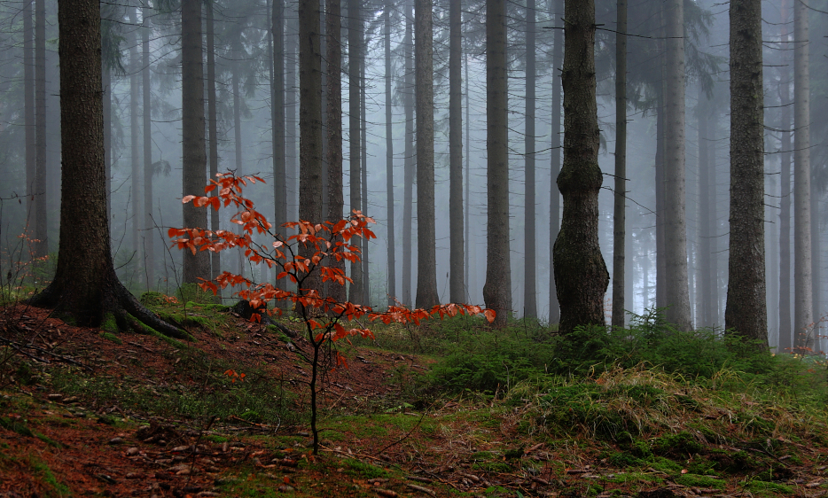 Novembernebel