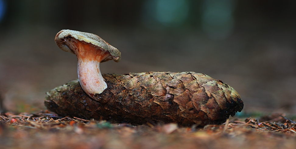 Paxillus involutus