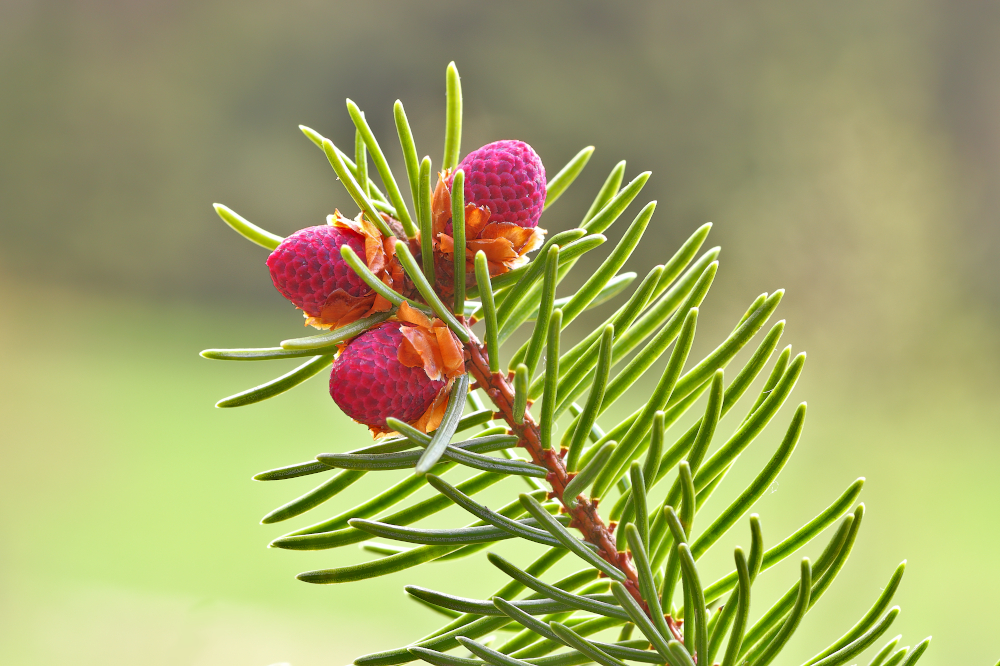 Fichtenblüte