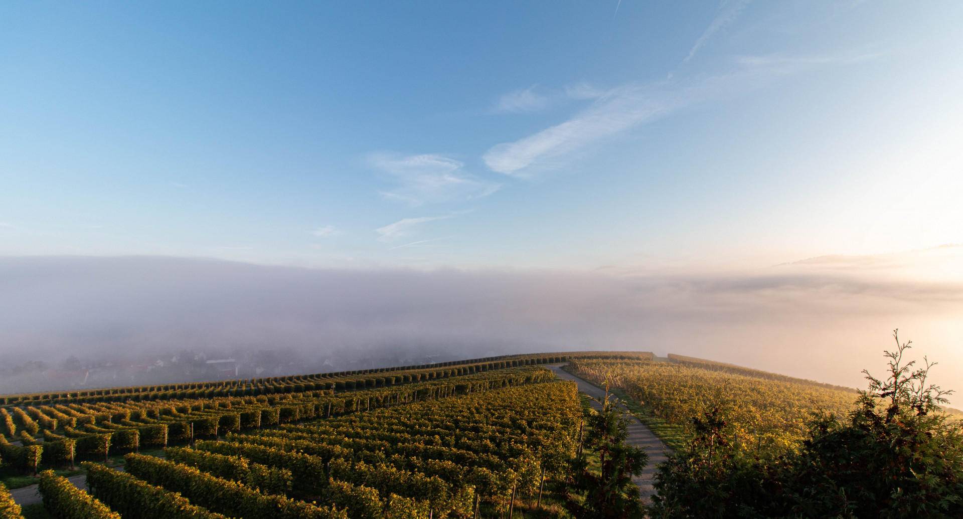 Nebel über Schallstadt